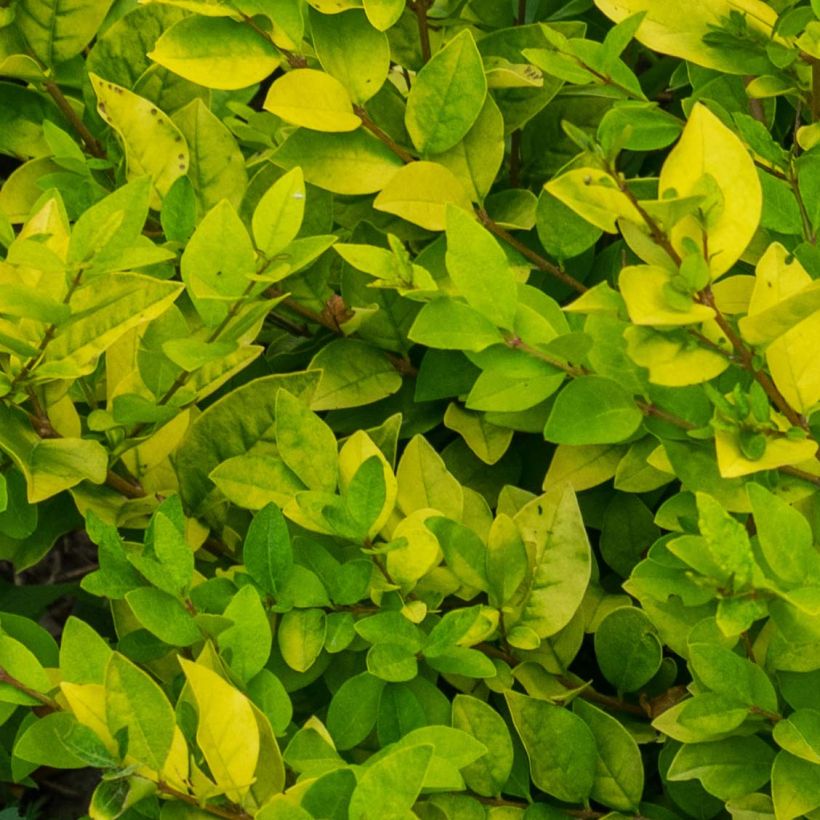 Kultahapuikko - Ligustrum x vicaryi (Lehvistö)