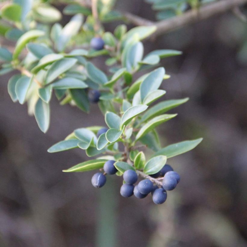 Likusteri - Ligustrum delavayanum (Lehvistö)