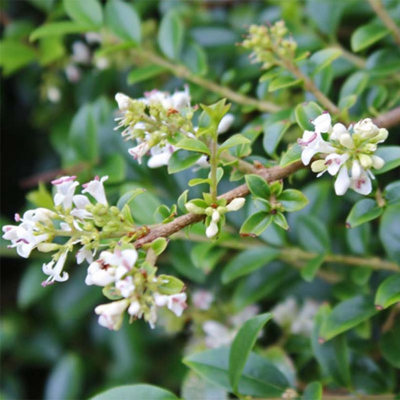 Likusteri - Ligustrum delavayanum (Kukinta)