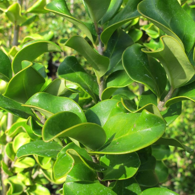 Japaninlikusteri Coriaceum (Lehvistö)