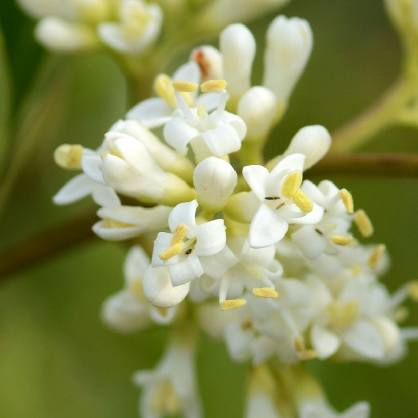 Japaninlikusteri Coriaceum (Kukinta)