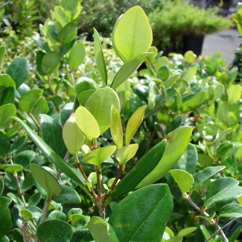Japaninlikusteri Texanum (Lehvistö)