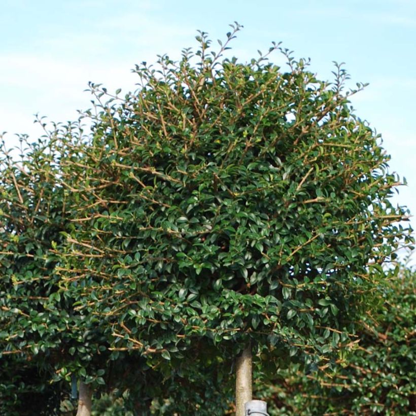 Likusteri - Ligustrum jonandrum (Lehvistö)