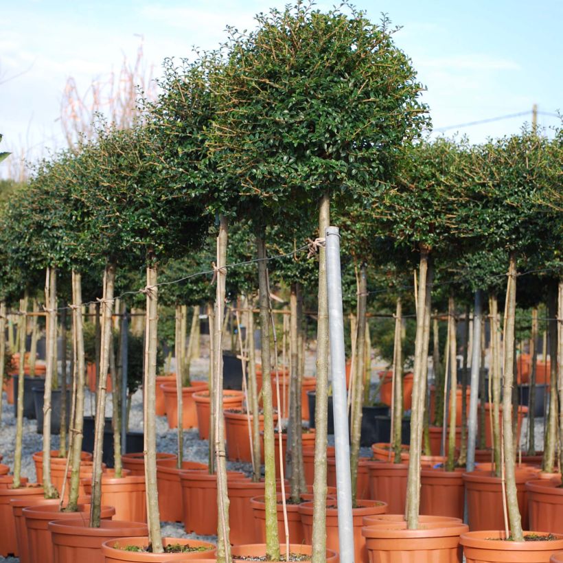 Likusteri - Ligustrum jonandrum (Kasvutapa)