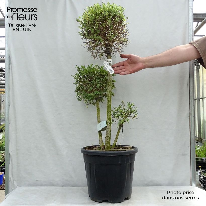 Esimerkki kesällä toimitetusta Likusteri - Ligustrum jonandrum Ruukku 7,5L / 10L-taimesta