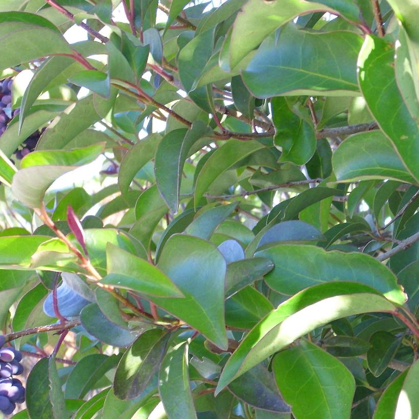 Kiiltolikusteri - Ligustrum lucidum (Lehvistö)