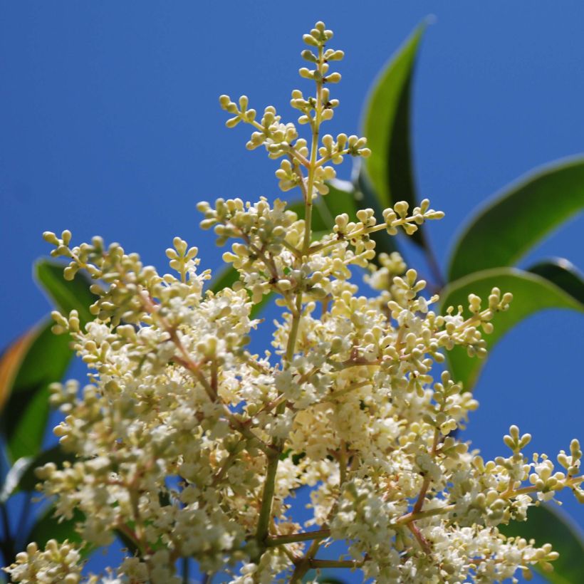 Kiiltolikusteri - Ligustrum lucidum (Kukinta)