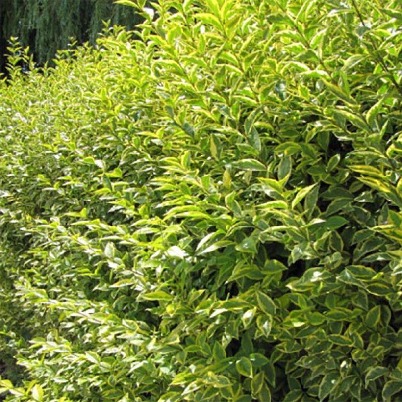 Soikkolikusteri Aureum (Lehvistö)