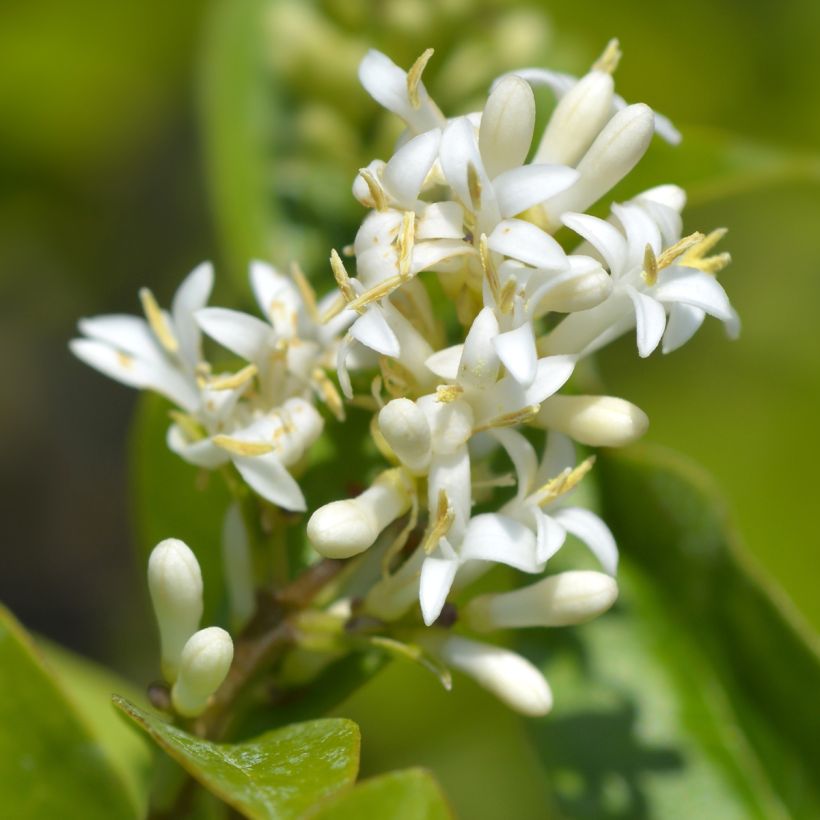 Soikkolikusteri Green Diamond (Kukinta)