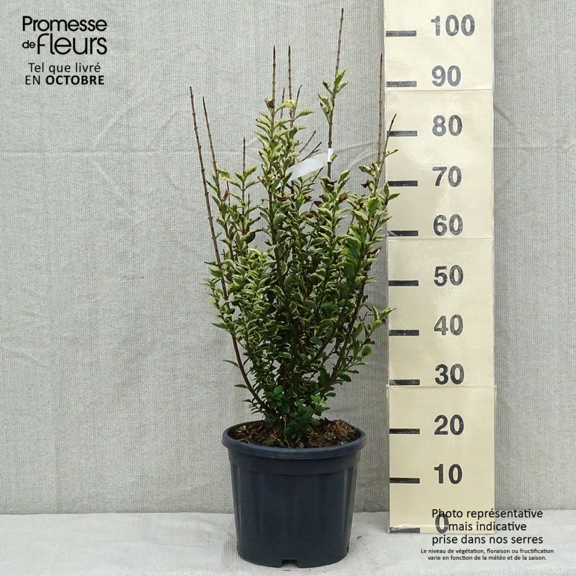 Esimerkki syksyllä toimitetusta Soikkolikusteri Aureum 7,5 litran / 10 litran ruukku-taimesta
