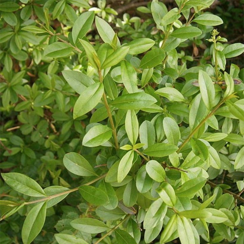 Aitalikusteri Atrovirens (Foliage)