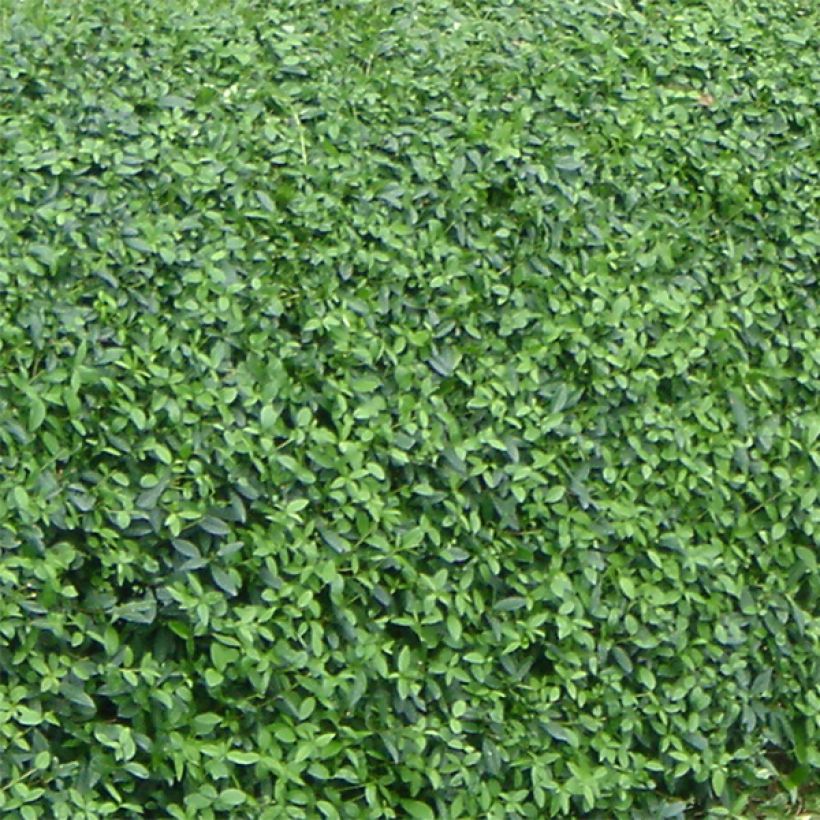 Aitalikusteri Lodense (Foliage)