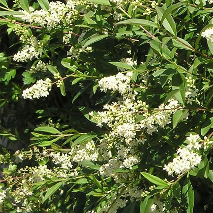 Aitalikusteri Lodense (Flowering)