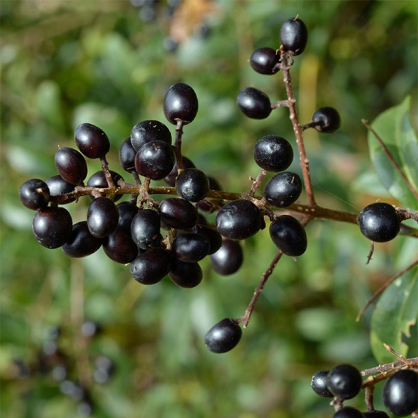 Aitalikusteri Lodense (Harvest)