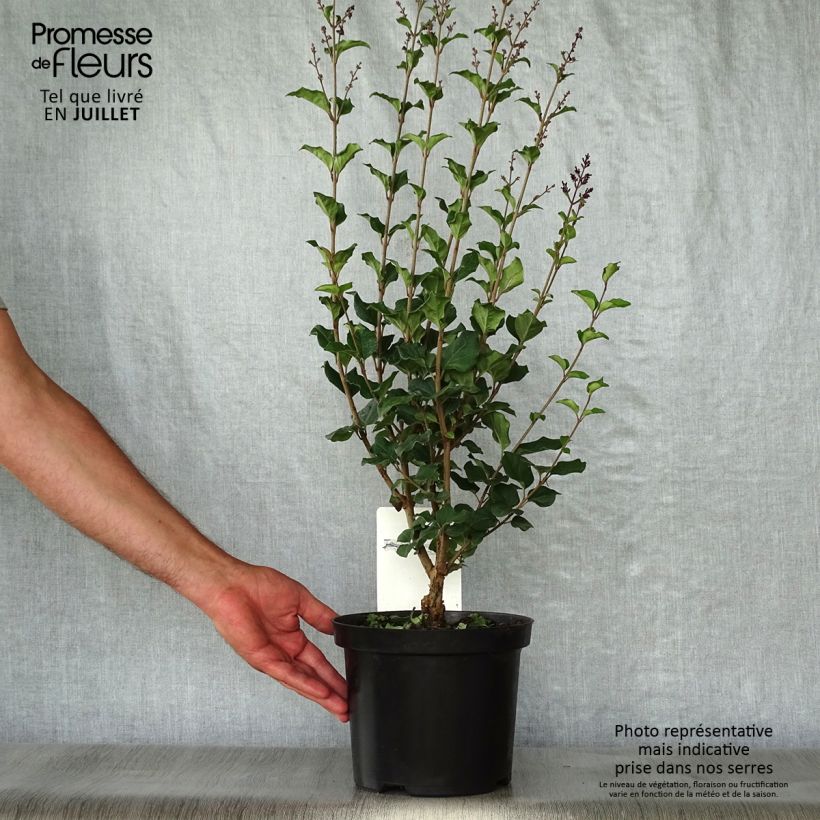 Esimerkki kesällä toimitetusta Pikkulehtisyreeni Bloomerang Dark Purple Ruukku 3L / 4L-taimesta