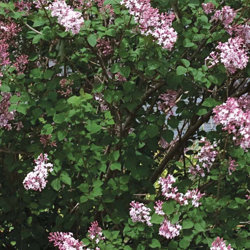 Pikkulehtisyreeni Pink Perfume (Lehvistö)