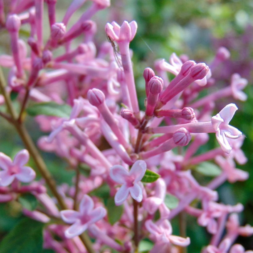 Pikkulehtisyreeni Pink Perfume (Kukinta)
