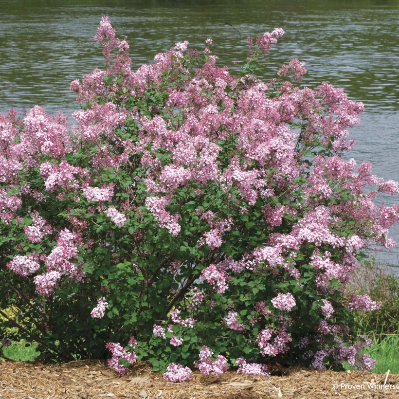 Pikkulehtisyreeni Pink Perfume (Kasvutapa)