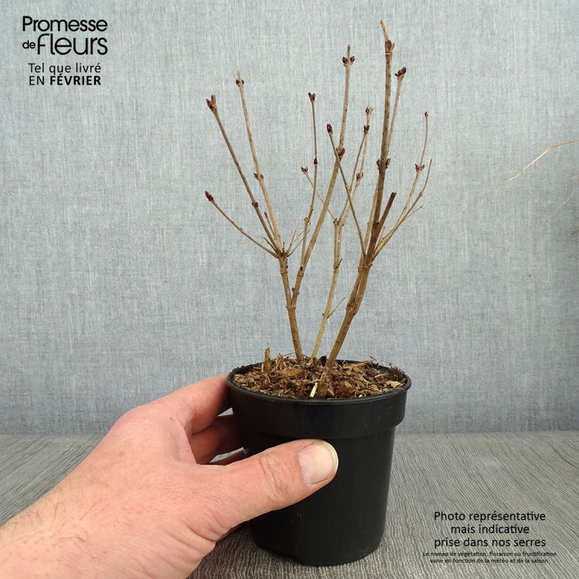Esimerkki talvella toimitetusta Pikkusyreeni Tinkerbelle Ruukku 10 cm / 11 cm-taimesta