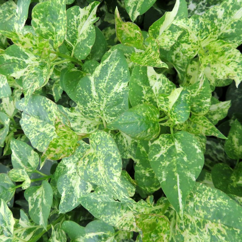 Pihasyreeni Aucubaefolia (Lehvistö)