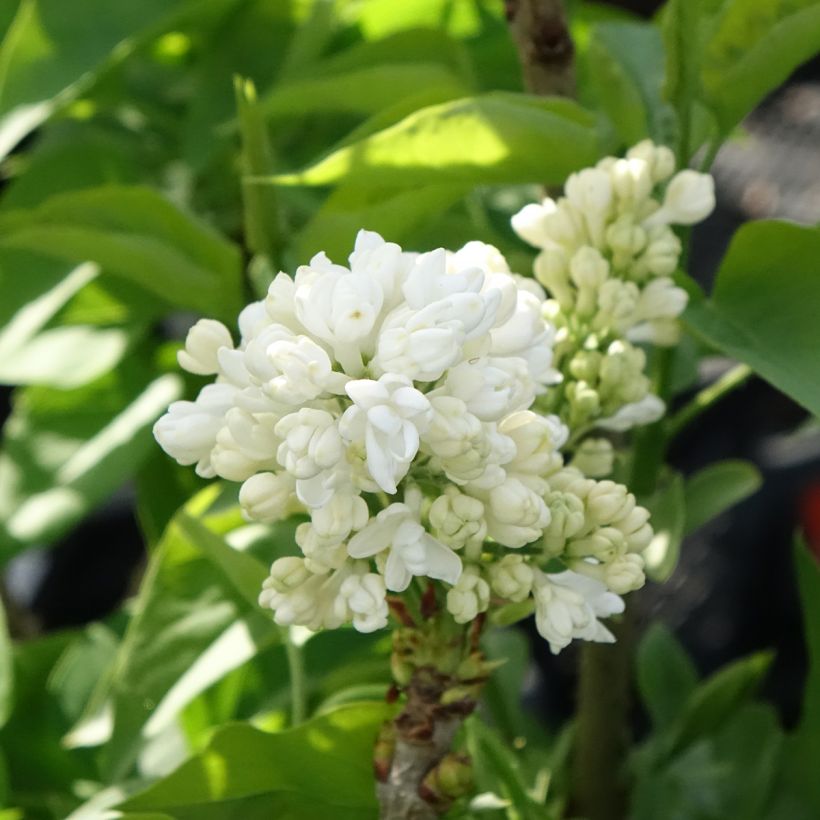 Pihasyreeni Madame Lemoine (Kukinta)