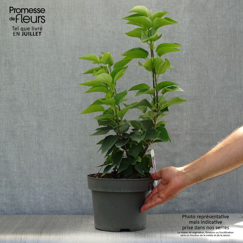 Esimerkki kesällä toimitetusta Pihasyreeni Michel Buchner Pot de 4L/5L-taimesta
