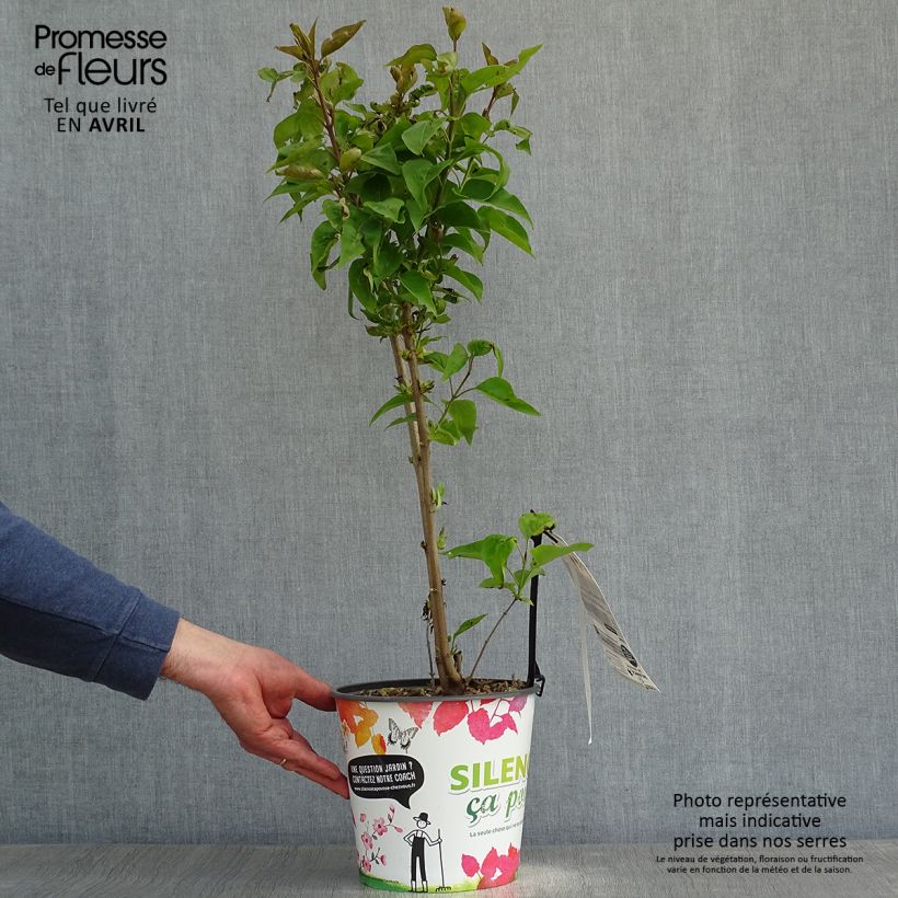 Esimerkki keväällä toimitetusta Pihasyreeni Zhemchuzhina Pot de 4L/5L, Buisson-taimesta