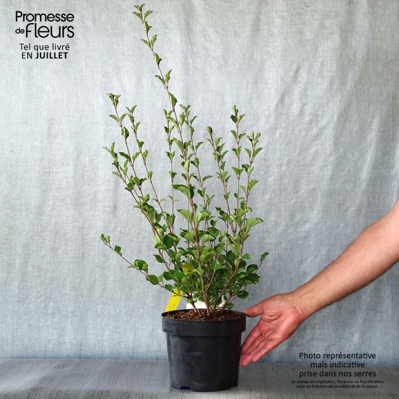 Esimerkki kesällä toimitetusta Pikkulehtisyreeni Red Pixie Pot de 3L/4L-taimesta