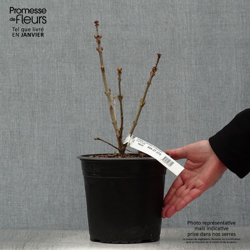 Esimerkki talvella toimitetusta Lilas commun - Syringa vulgaris Comtesse D'harcourt Pot de 4L/5L-taimesta