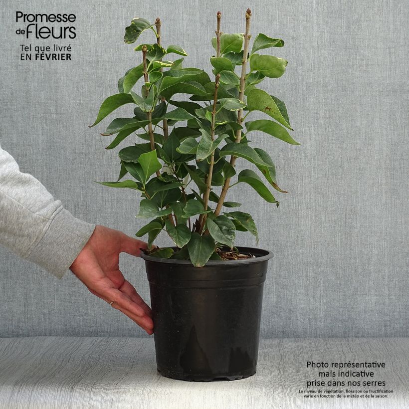 Esimerkki syksyllä toimitetusta Pihasyreeni Kindy Rose 4 litran/5 litran ruukku-taimesta