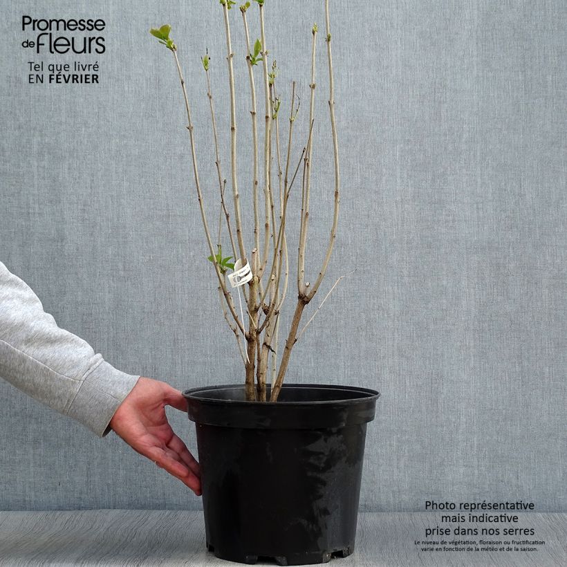 Esimerkki syksyllä toimitetusta Pihasyreeni Kindy Rose 7,5 litran / 10 litran ruukku-taimesta