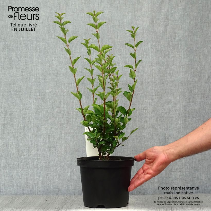 Esimerkki kesällä toimitetusta Pihasyreeni Josée Pot de 3L/4L-taimesta