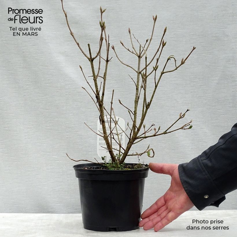 Example of Samettisyreeni Miss Kim Pot de 2L/3L as you get in printemps
