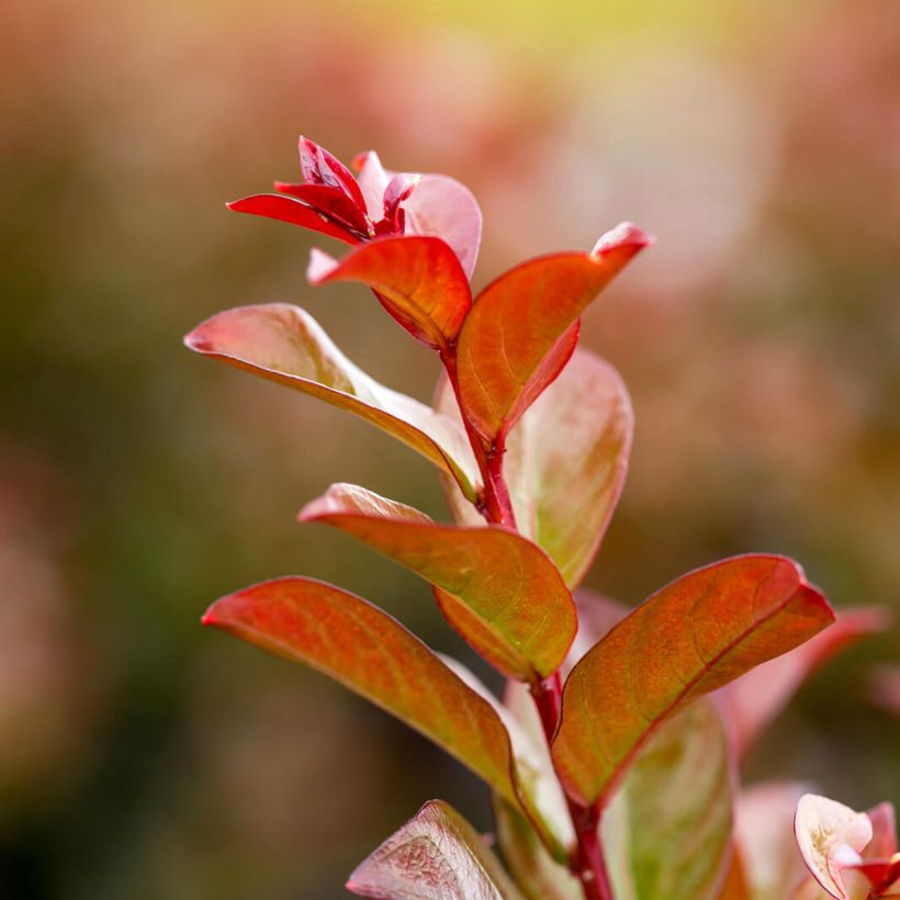 Kiinankutrio Ruffled Red Magic (Lehvistö)