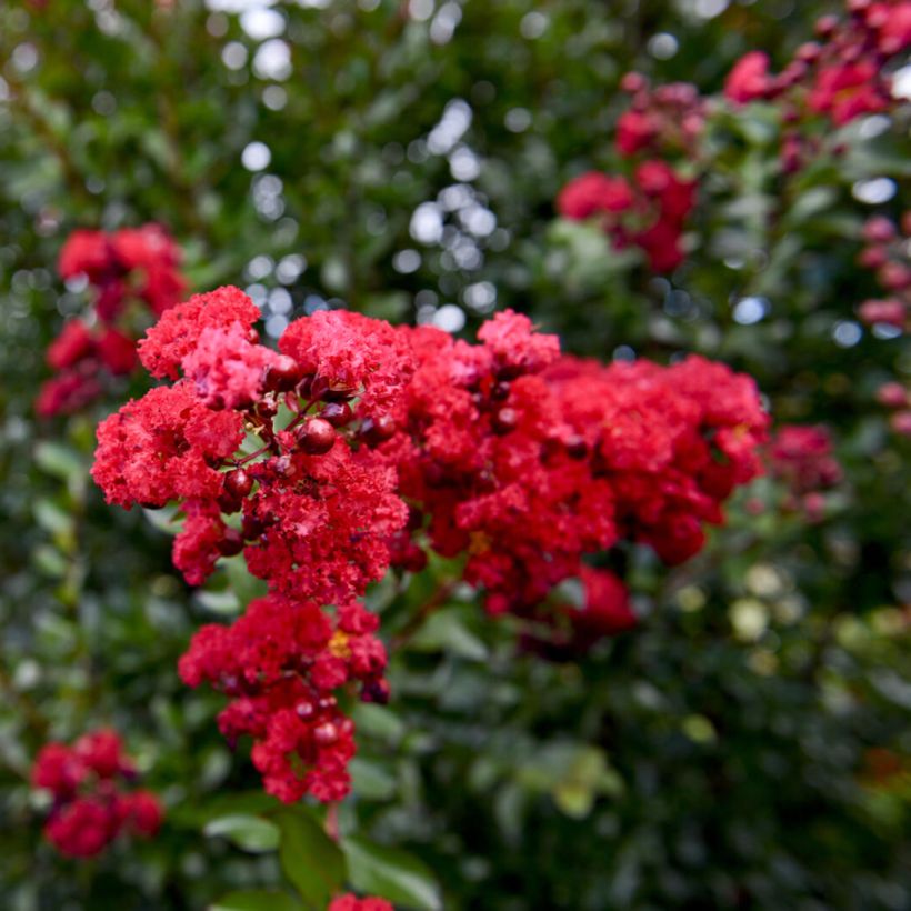 Kiinankutrio Ruffled Red Magic (Kukinta)
