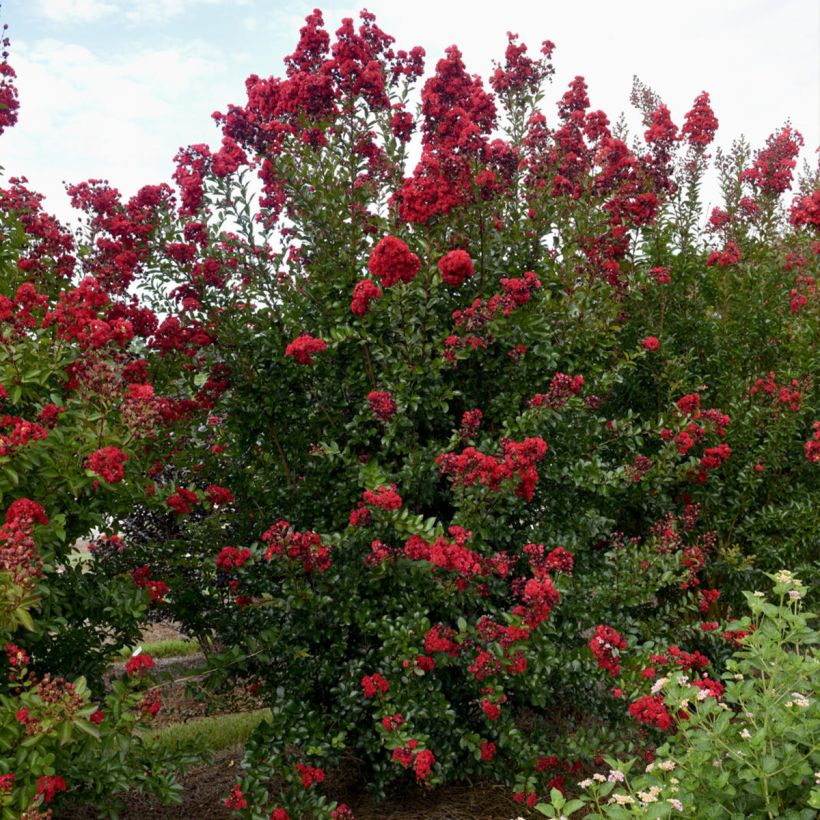 Kiinankutrio Ruffled Red Magic (Kasvutapa)