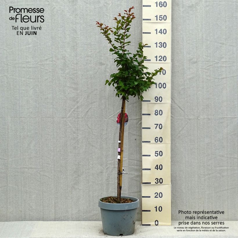 Esimerkki kesällä toimitetusta Kiinankutrio Berry Dazzle Pot de 7,5L/10L-taimesta