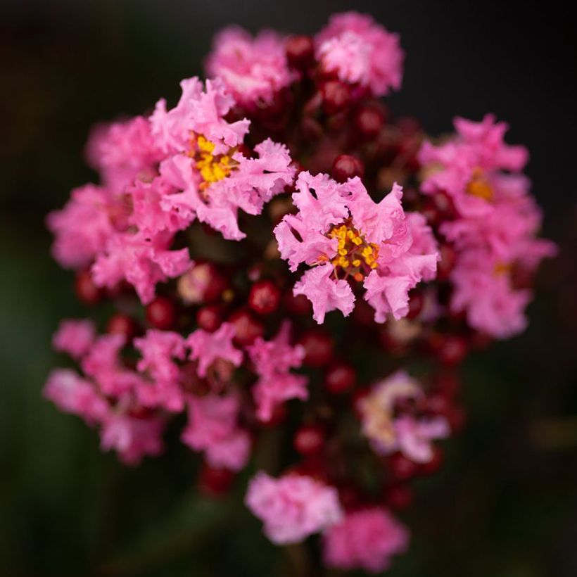 Kiinankutrio Enduring Pink (Kukinta)
