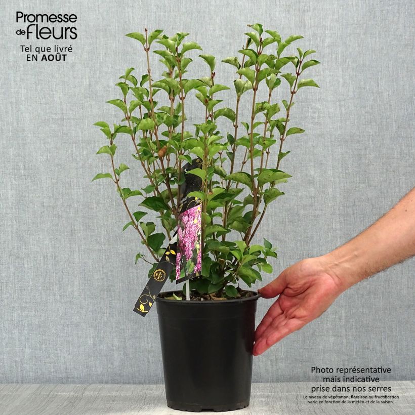 Esimerkki kesällä toimitetusta Pikkusyreeni Flowerfesta Pink Ruukku 3L / 4L-taimesta