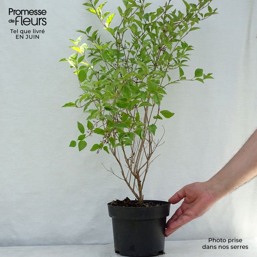 Esimerkki kesällä toimitetusta Pikkusyreeni Flowerfesta White Pot de 3L/4L-taimesta