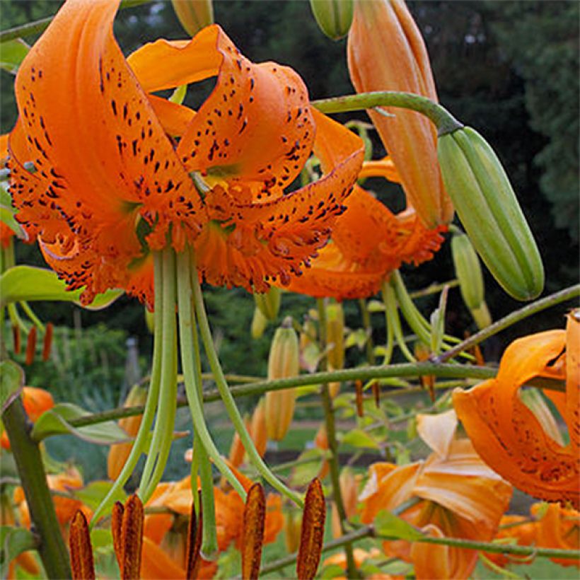 Heikinlilja - Lilium henryi (Kukinta)