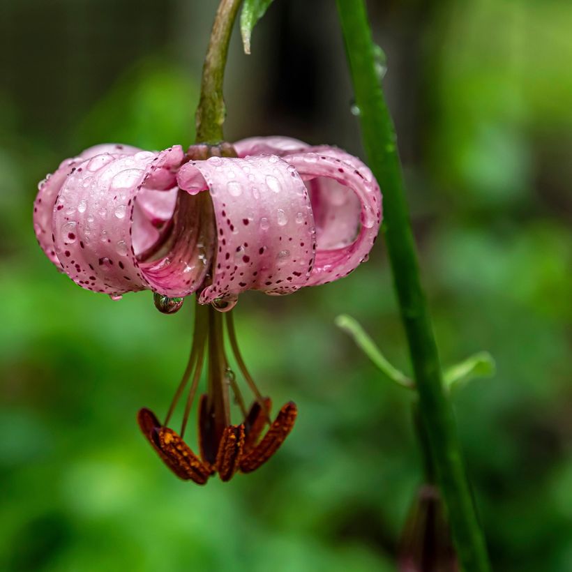 Varjolilja - Lilium martagon (Kukinta)