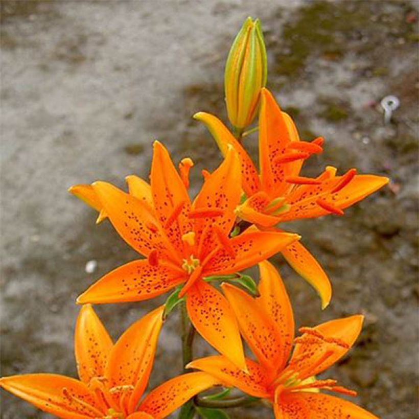 Leichtlininlilja - Lilium tsingtauense (Kukinta)