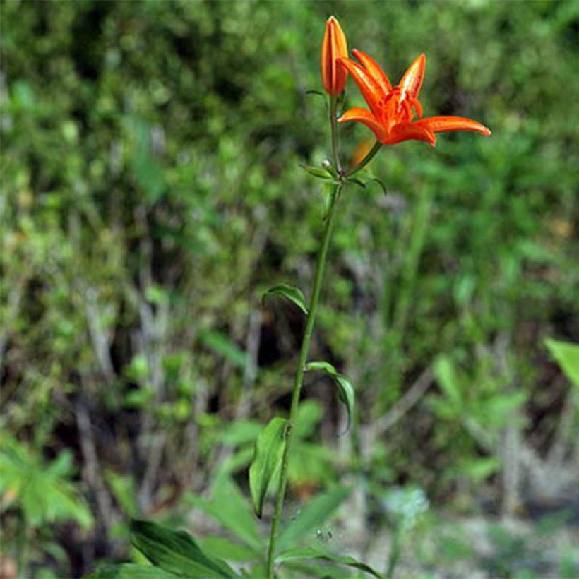 Leichtlininlilja - Lilium tsingtauense (Kasvutapa)