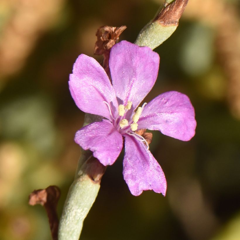 Ruusuviuhkio - Limoniastrum monopetalum (Kukinta)
