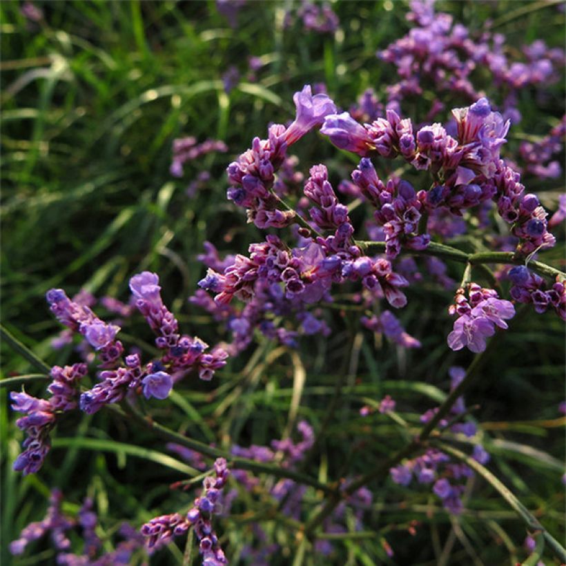 Ikiviuhko - Limonium gmelinii ssp hungaricum (Kukinta)