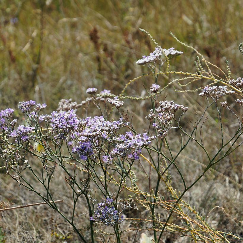 Ikiviuhko - Limonium gmelinii ssp hungaricum (Kasvutapa)