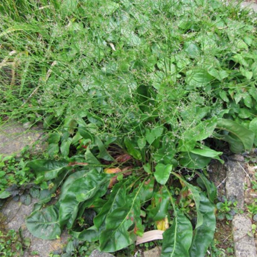 Hopeaikiviuhko - Limonium platyphyllum (Lehvistö)
