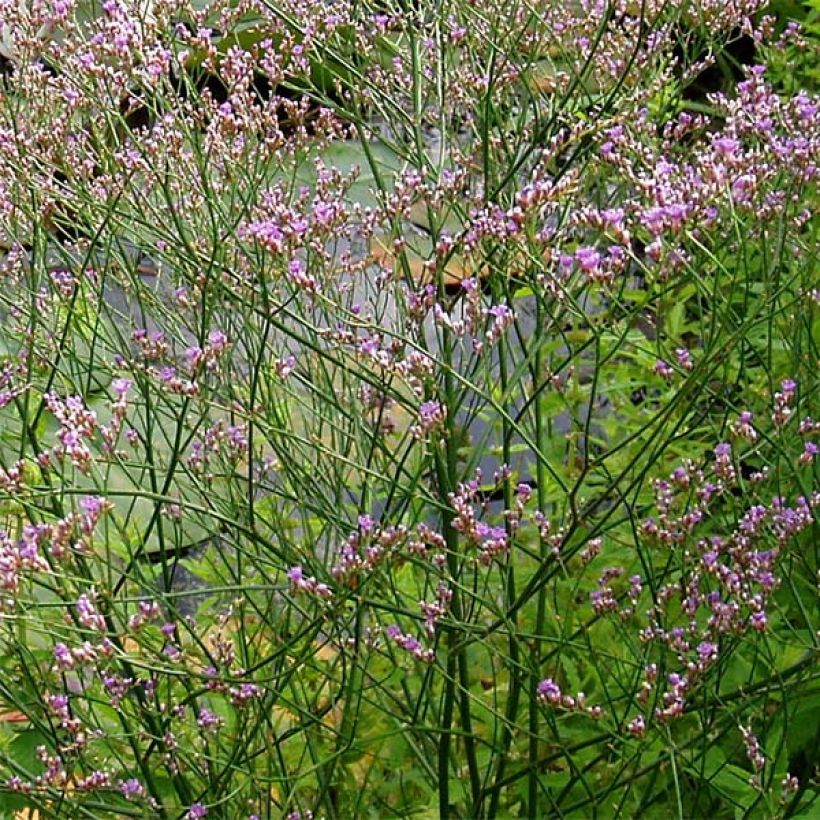 Hopeaikiviuhko - Limonium platyphyllum (Kukinta)