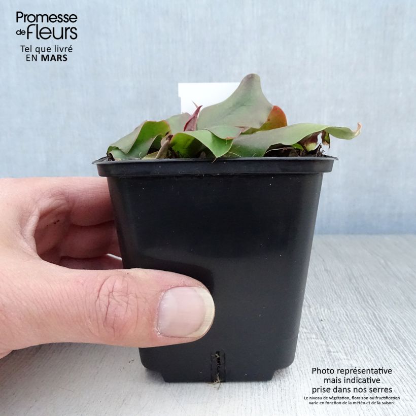 Esimerkki keväällä toimitetusta Hopeaikiviuhko - Limonium platyphyllum Taimiruukku 8/9 cm-taimesta